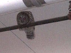 Owl in Garage